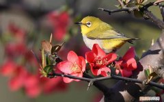 驯养绣眼鸟，绣眼鸟如何驯养