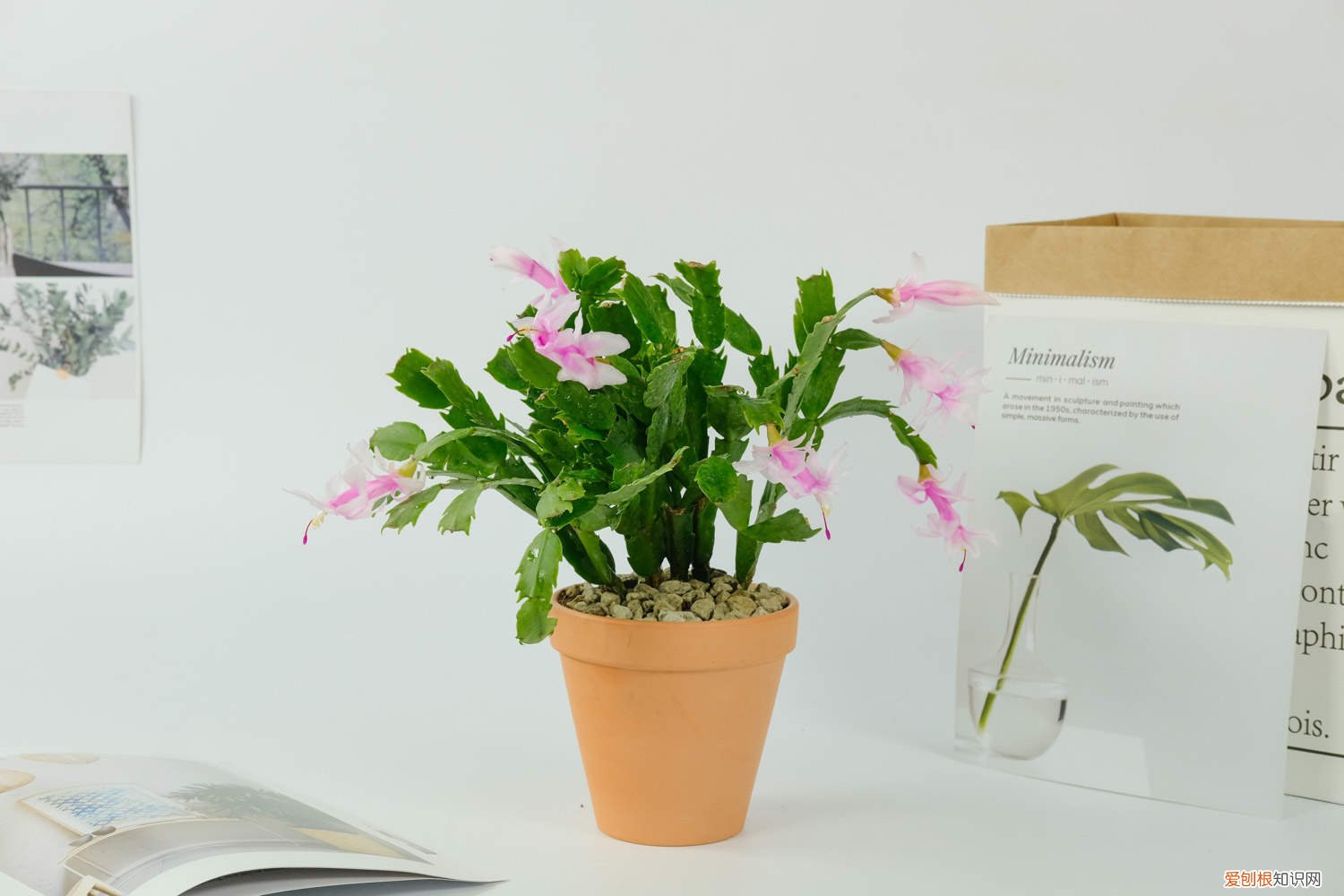 蟹爪兰长花苞的时候可以浇水施肥吗 蟹爪兰有花苞了还能施肥吗，开花的时候怎么施肥浇水