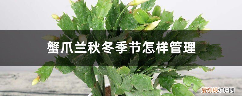 蟹爪兰秋冬季节怎样管理,秋冬季能扦插吗 蟹爪兰秋冬季节怎样管理,秋冬季能扦插吗