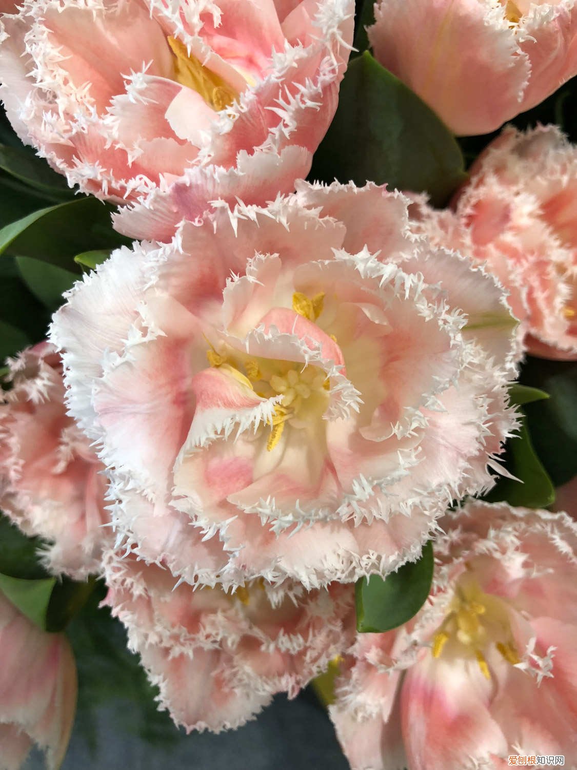 郁金香花枝怎么养 郁金香夏天有花骨朵儿吗，夏天怎么养