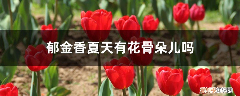 郁金香花枝怎么养 郁金香夏天有花骨朵儿吗，夏天怎么养