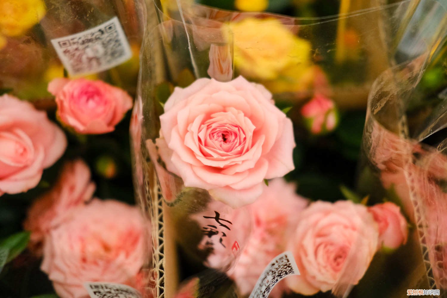 春天什么时候给月季施肥 月季春天什么时候施肥，春天怎么施肥