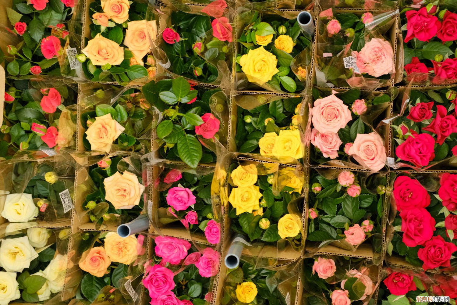 春天什么时候给月季施肥 月季春天什么时候施肥，春天怎么施肥