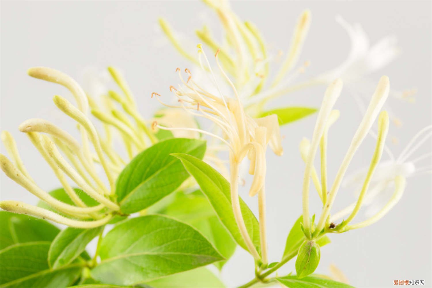 金银花苗能晒太阳吗 金银花夏天可以晒太阳吗,夏天怎么养护