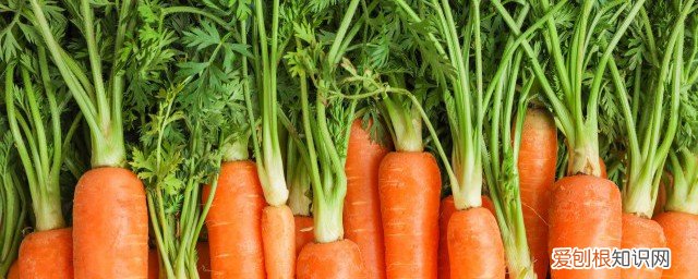 雪梨煲红萝卜有什么功效 红萝卜有什么功效