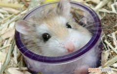 仓鼠能不能吃石榴