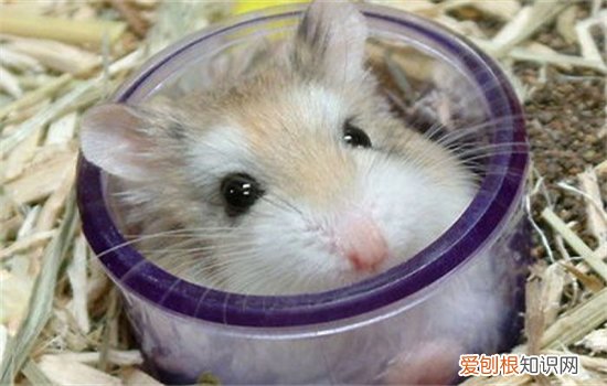 仓鼠能不能吃石榴