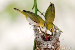 绣眼鸟怎么快速服笼，绣眼鸟不服笼怎么办
