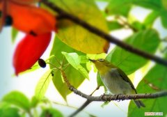 绣眼鸟什么时候换毛，绣眼鸟什么时候换毛