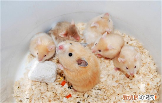 养仓鼠一定要用木屑吗，普通木屑可以用来养仓鼠嘛