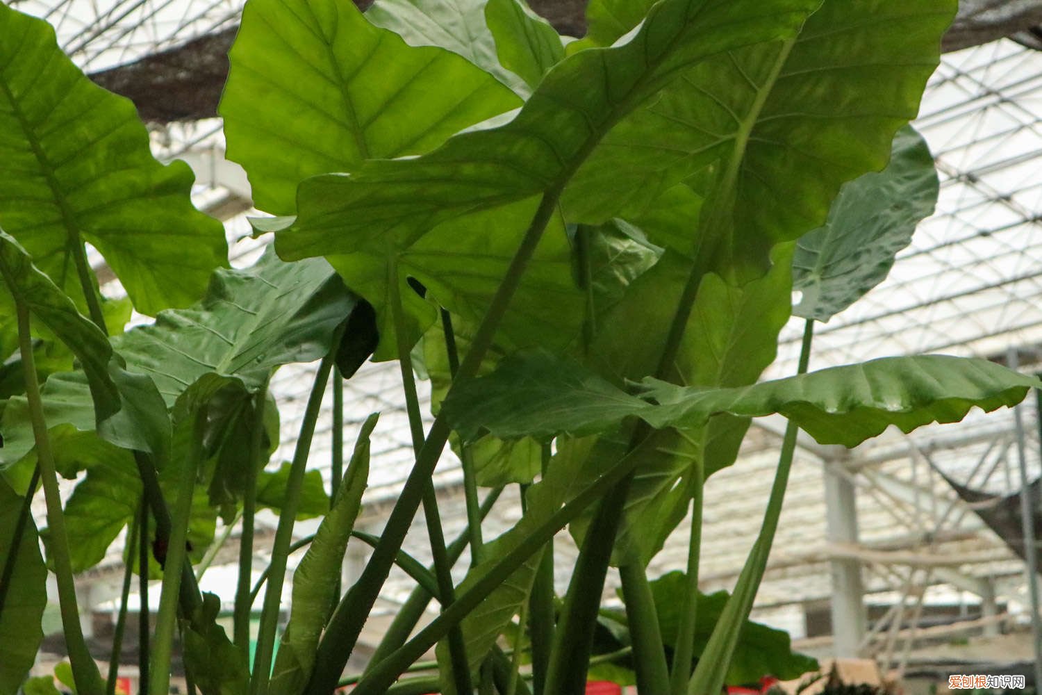 水培观音叶子发黄 滴水观音秋季可以移栽吗，移栽后叶子发黄