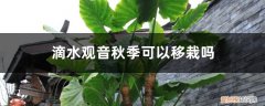 水培观音叶子发黄 滴水观音秋季可以移栽吗，移栽后叶子发黄