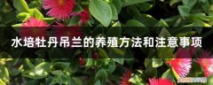 吊兰可以水栽培吗 水培牡丹吊兰的养殖方法和注意事项，水培会不会开花