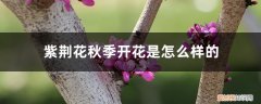 紫荆花施什么肥开花多 紫荆花秋季开花是怎么样的，多久施一次肥