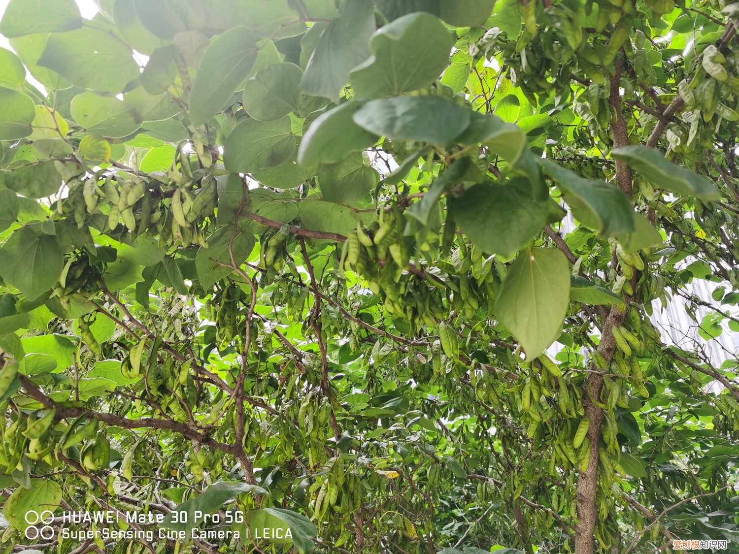 紫荆花施什么肥开花多 紫荆花秋季开花是怎么样的，多久施一次肥