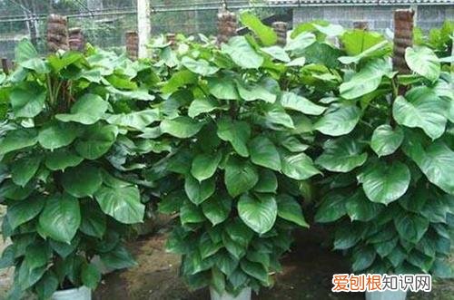 大绿萝叶黄了怎么办? 大叶绿萝黄叶怎么办？赶紧排查这4个原因！