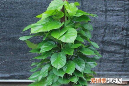 大绿萝叶黄了怎么办? 大叶绿萝黄叶怎么办？赶紧排查这4个原因！