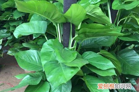 大绿萝叶黄了怎么办? 大叶绿萝黄叶怎么办？赶紧排查这4个原因！