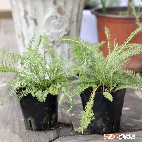 蓍草是宿根花卉吗 传说中的不死神草蓍草是什么植物？蓍草怎么种植？