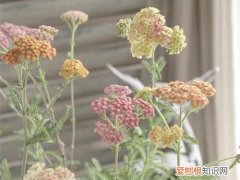 蓍草是宿根花卉吗 传说中的不死神草蓍草是什么植物？蓍草怎么种植？