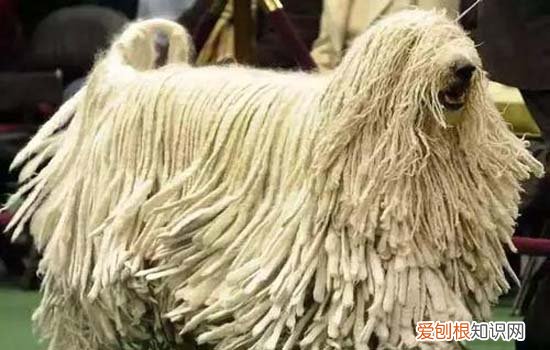 狗可不可以两种狗粮混着喂 狗狗可不可以两种狗粮一起吃