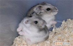 仓鼠可以喝水吗，仓鼠可以喝水吗可以喝自来水吗!