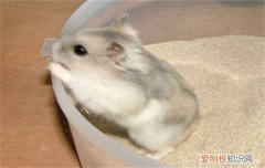 仓鼠分娩是白天还是晚上，仓鼠分娩时间多长时间