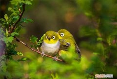 暗绿绣眼鸟吃什么饲料，幼小的暗绿绣眼鸟吃什么?_?