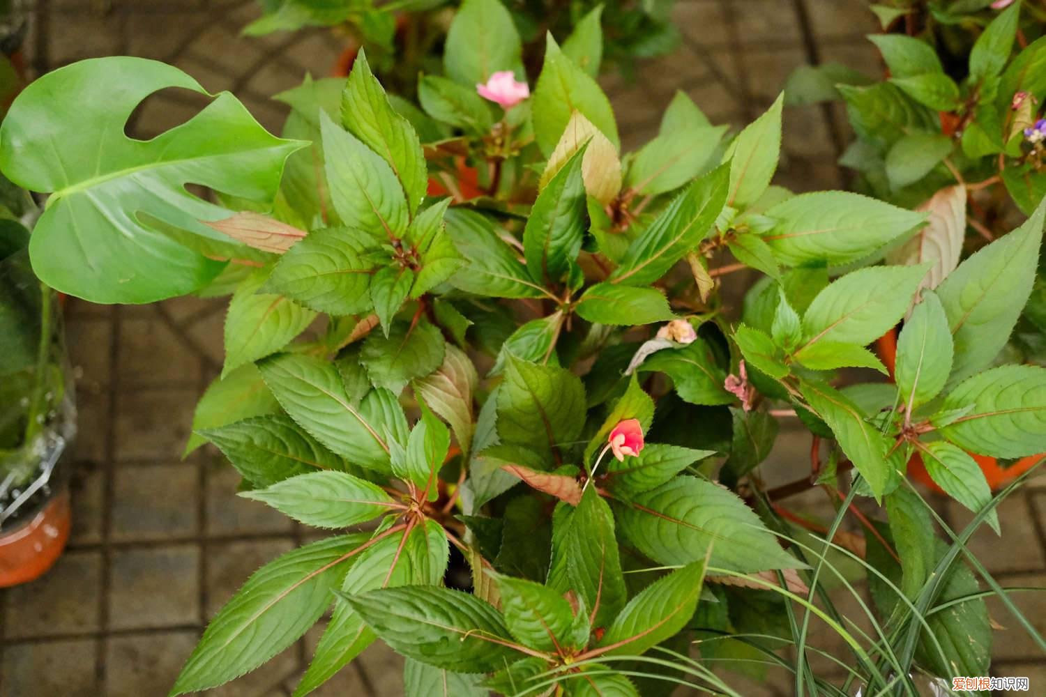 凤仙花怎么繁殖后代,种子怎么处理才能发芽 凤仙花怎么繁殖后代，种子怎么处理