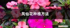 凤仙花传播种子的方法办法是什么 凤仙花种植方法，种子传播方式