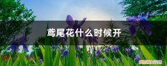 鸢尾花什么时候开,花期怎么养护好 鸢尾花什么时候开，花期怎么养护