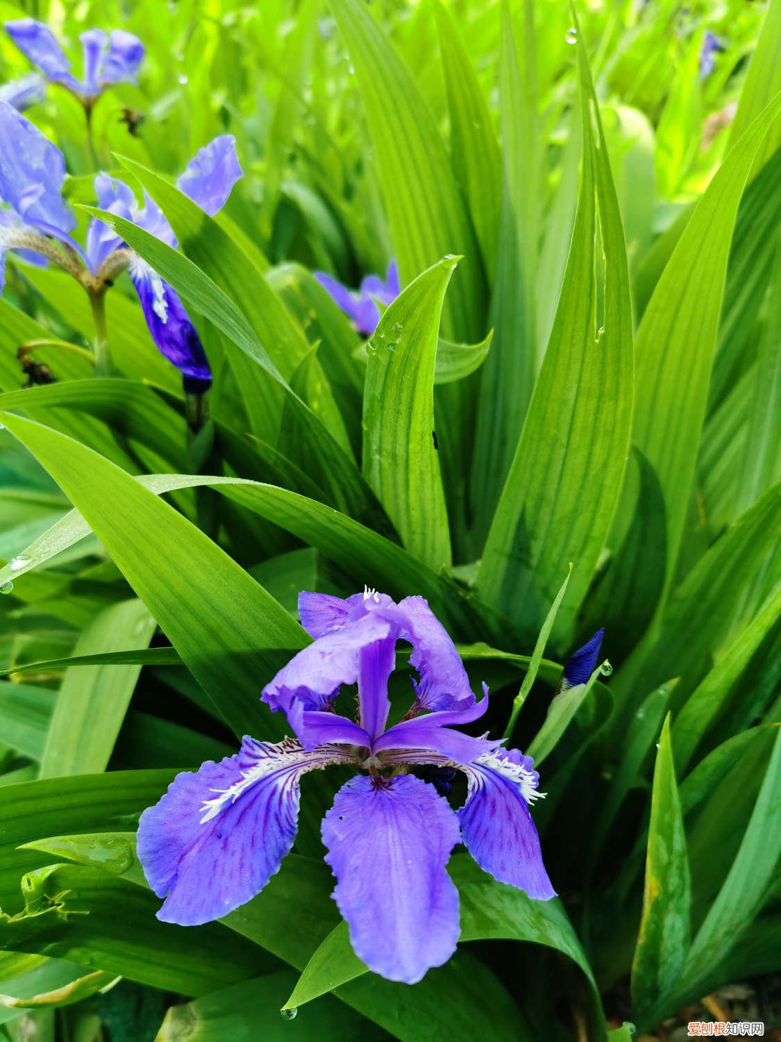 鸢尾花什么时候开,花期怎么养护好 鸢尾花什么时候开，花期怎么养护