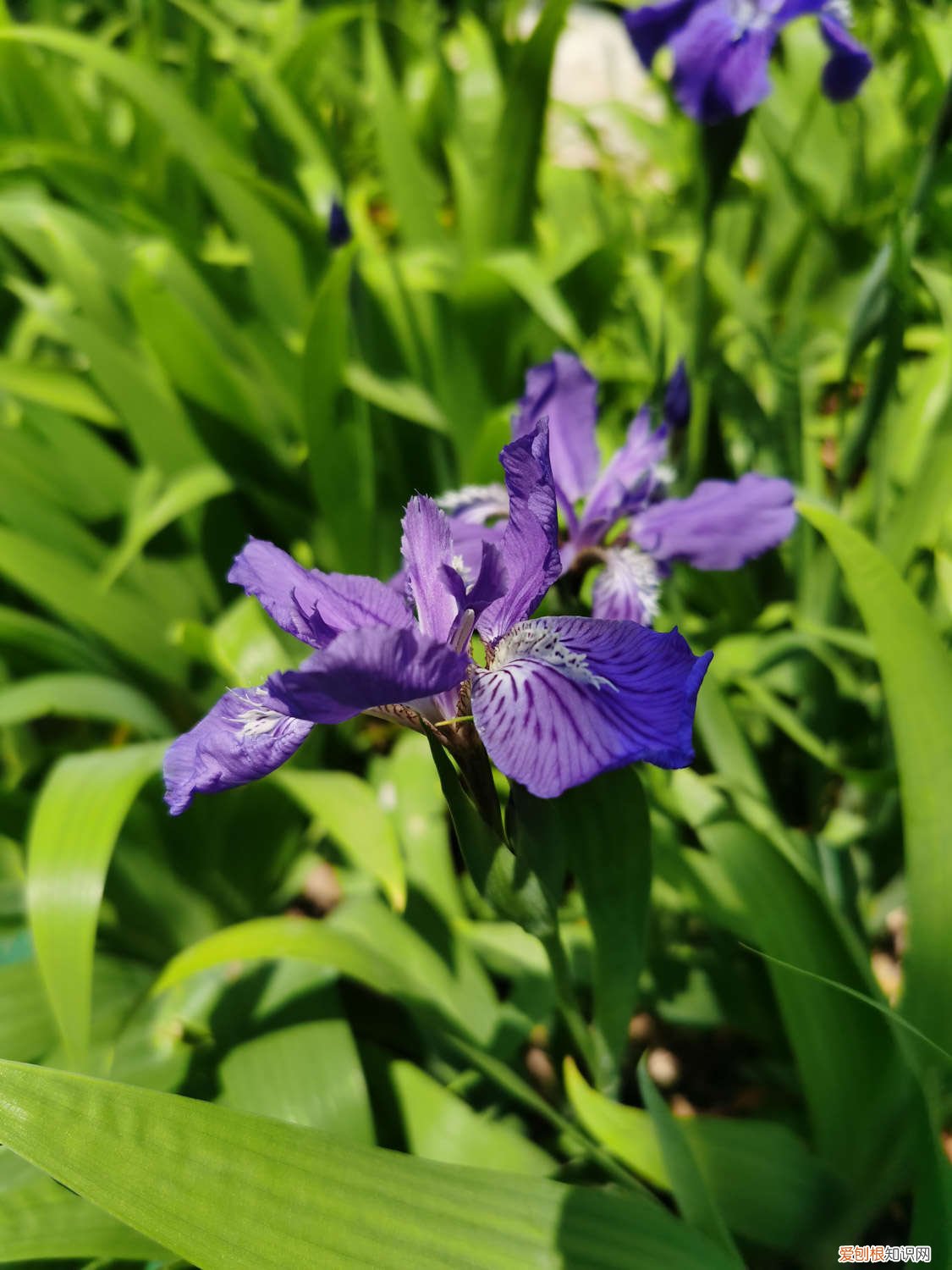 鸢尾苗多久开花 鸢尾花分株繁殖的方法，什么时间分株