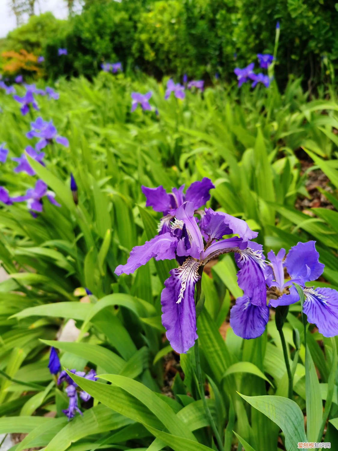 鸢尾苗多久开花 鸢尾花分株繁殖的方法，什么时间分株