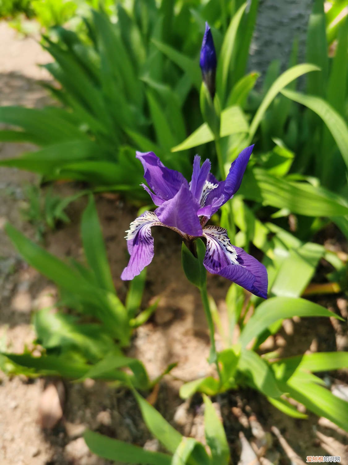 鸢尾花家里养好不好 鸢尾花的养护方法，适合北方养吗