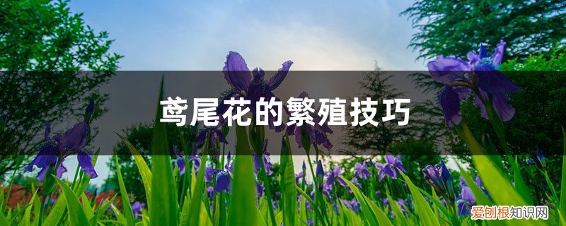鸢尾花如何栽培 鸢尾花的繁殖技巧，哪种更常用