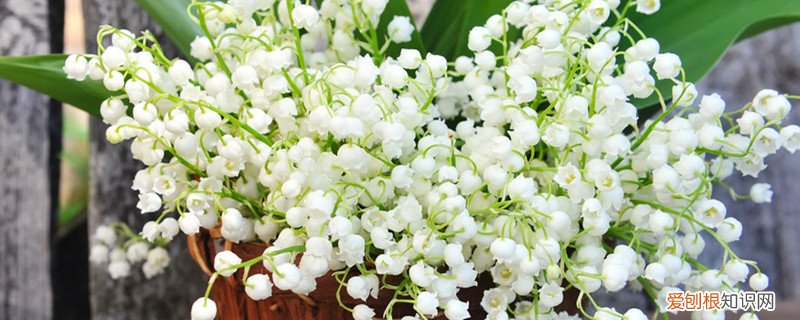 铃兰需要施肥吗 铃兰的施肥要求，浇水方面的要求