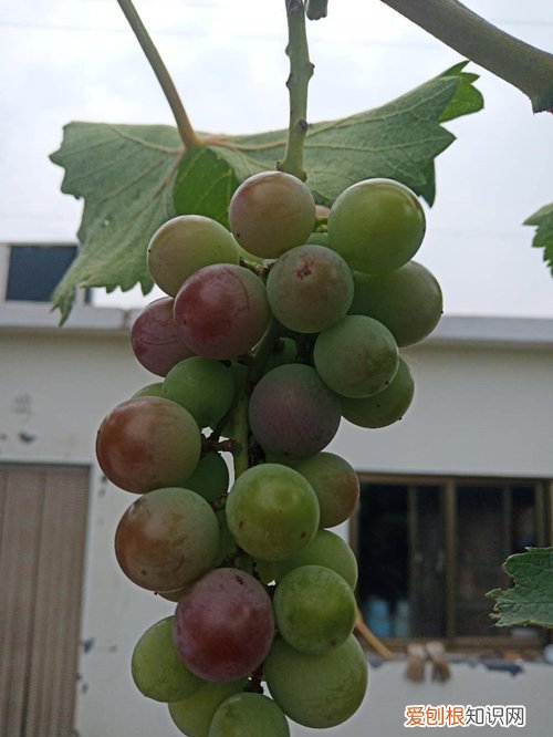 葡萄水插生根多久可移栽 葡萄可以扦插成活吗？葡萄可以水培繁殖吗，可以生根吗？