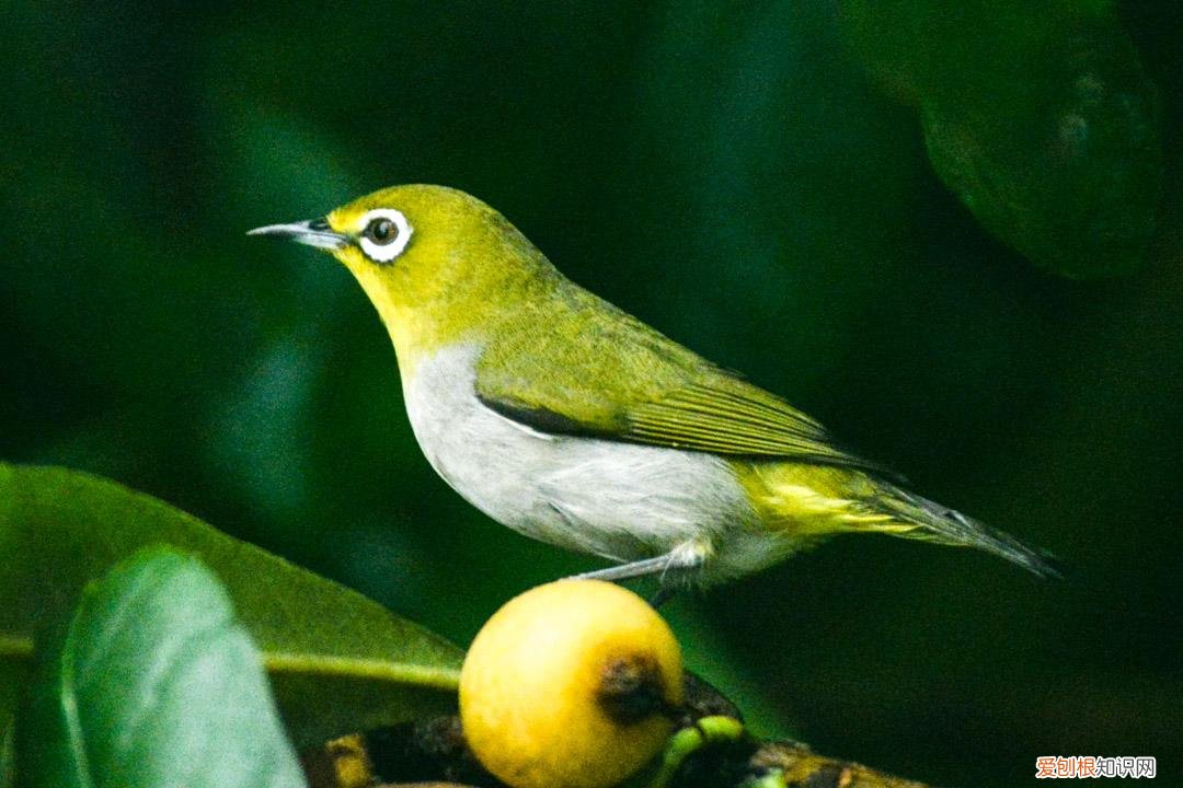 绣眼鸟养多久才不怕人，家养绣眼鸟会不会繁殖