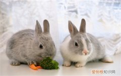 什么草可以长期喂兔子，兔子喂草可以吗