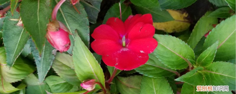凤仙花怎么传播种子,怎么种植 凤仙花怎么传播种子，怎么种