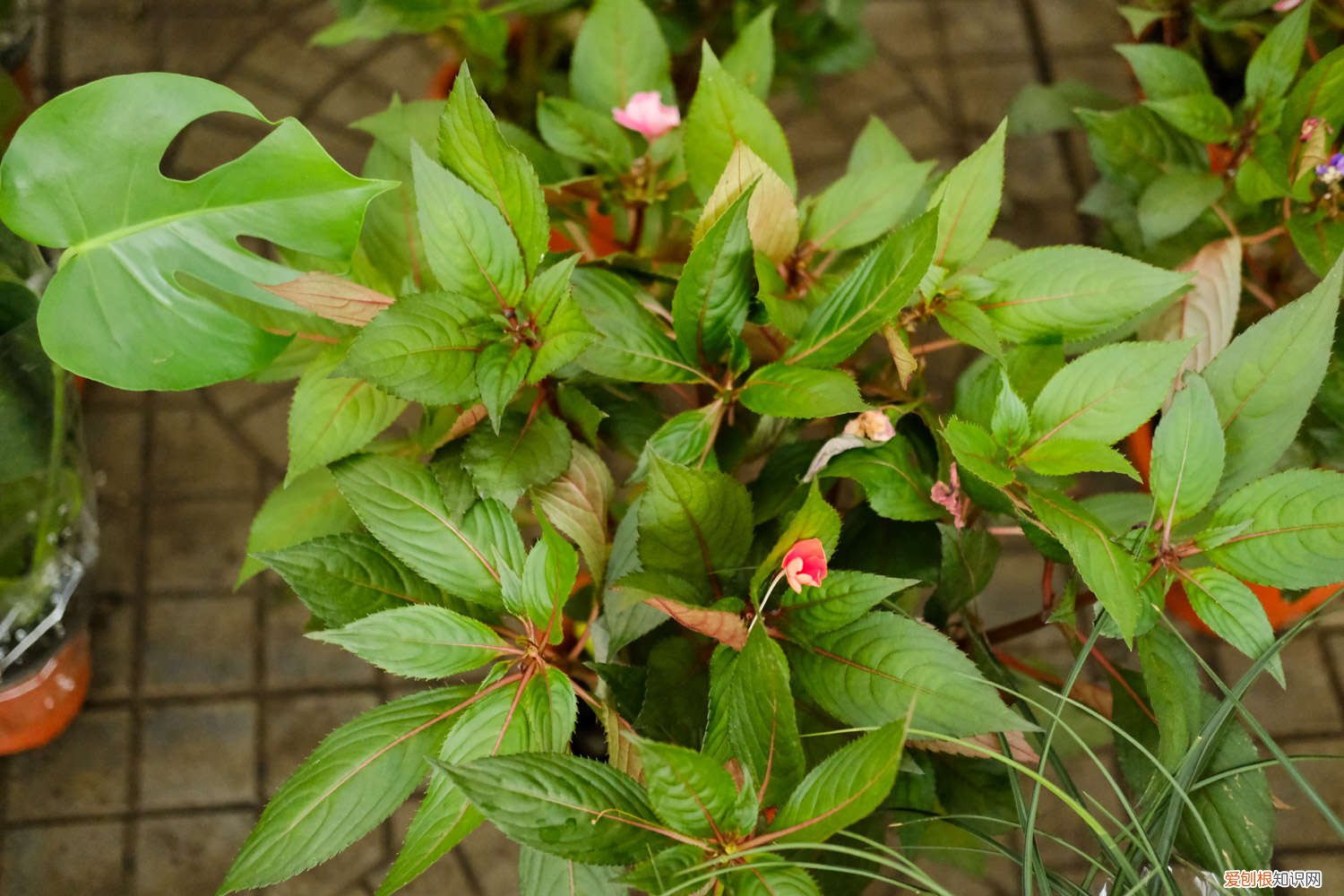 凤仙花怎么传播种子,怎么种植 凤仙花怎么传播种子，怎么种