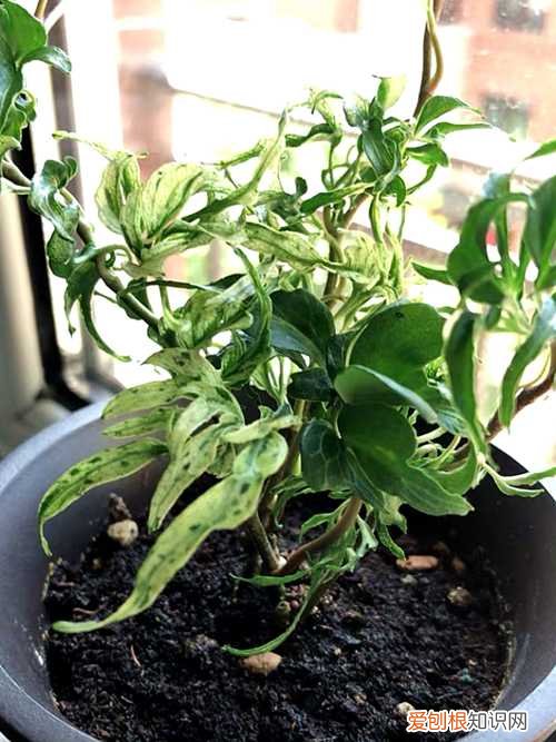 日本常春藤怎么养 众所周知的烂大街货，也可以拥有高级的姿态