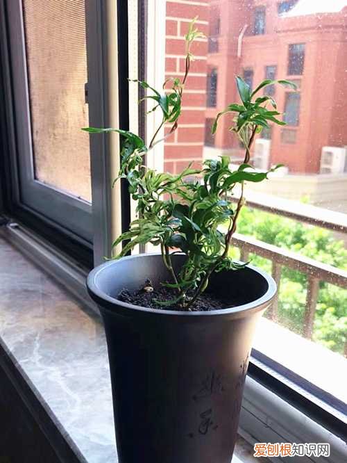 日本常春藤怎么养 众所周知的烂大街货，也可以拥有高级的姿态