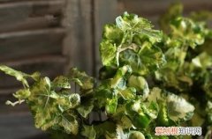 日本常春藤怎么养 众所周知的烂大街货，也可以拥有高级的姿态