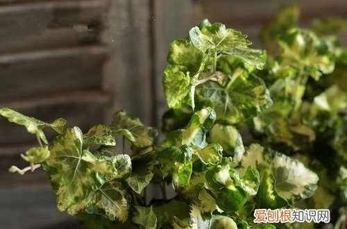 日本常春藤怎么养 众所周知的烂大街货，也可以拥有高级的姿态