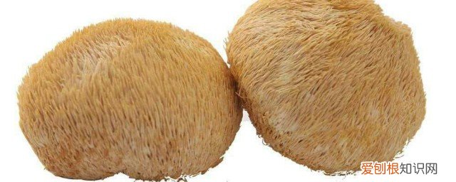 猴头菇有什么功效与作用 猴头菇有什么功效