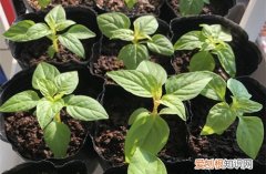 买回来植物突然枯萎 刚买回家的植物，活不过三天就枯萎了，你不得不知晓的原因！