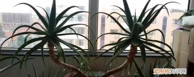 龙爪有什么功效是不是什么都 龙爪有什么功效