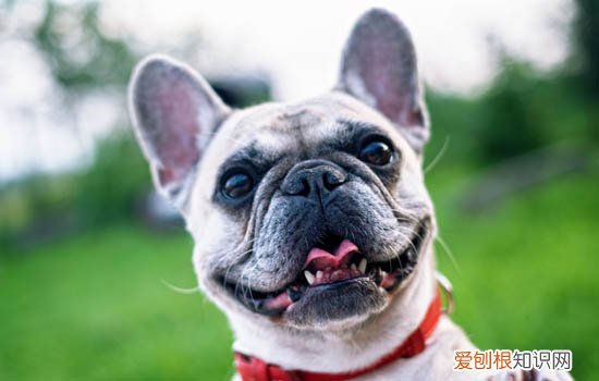 狗狗每天要洗脚吗 狗狗可不可以每天洗脚